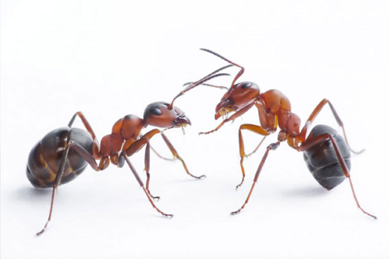 Ant Nest Removal